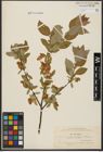 Foto von Salix hastata L.